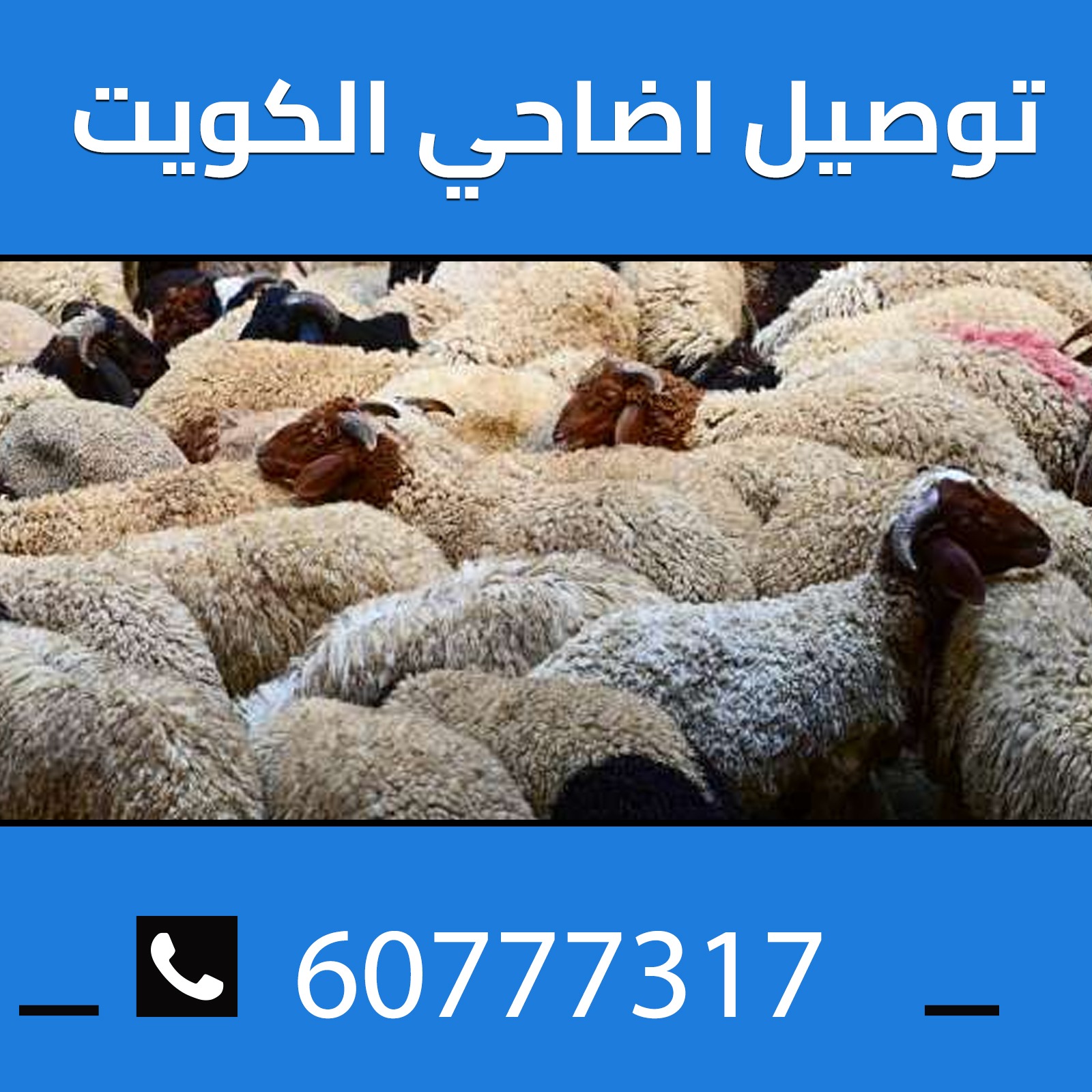 توصيل اضاحي الكويت 60777317