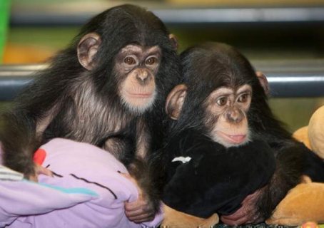 Cute Chimpanzee Monkeys for Sale