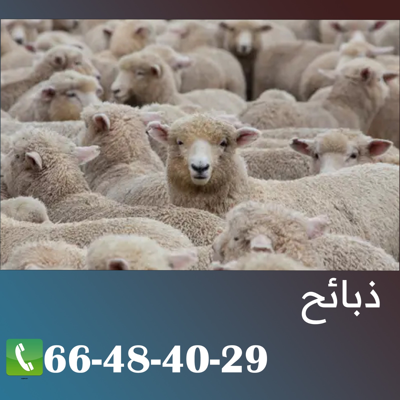 قصاب في الكويت بافضل الاسعار 66484029