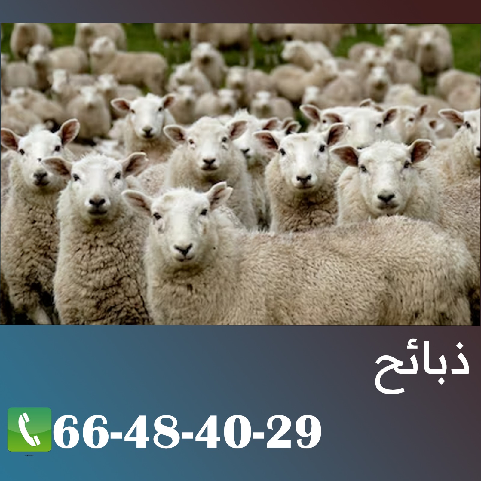 قصاب الكويت 66484029